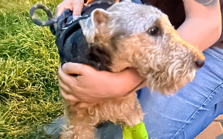 Zbiórka Na ratunek kudłatego przyjaciela - zdjęcie główne