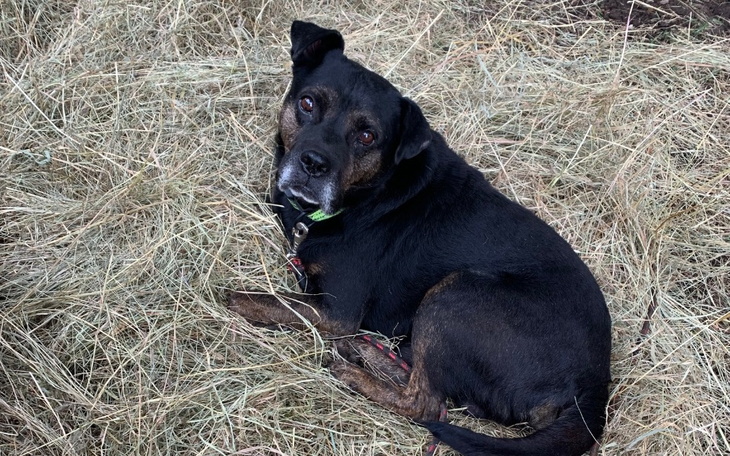 Zbiórka Babeszjoza - zdjęcie główne