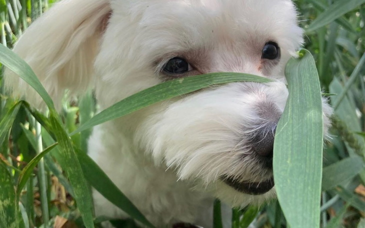 Zbiórka Lily może oślepnąć, mało czasu - zdjęcie główne