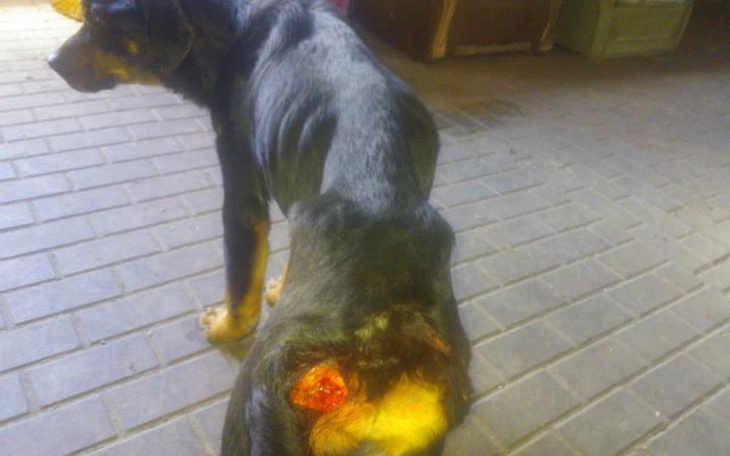 Pies z raną, potrzebujący pilnej opieki weterynaryjnej.