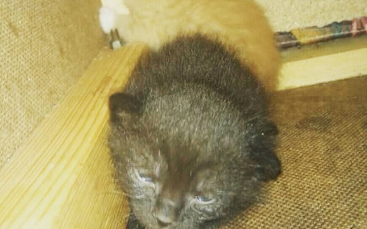 Zbiórka Karmimy kocięta - zdjęcie główne