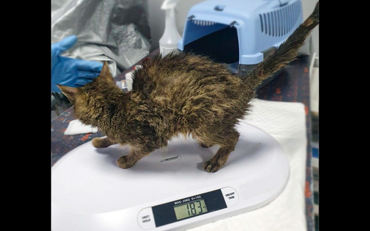 Zbiórka Zurka - zdjęcie główne