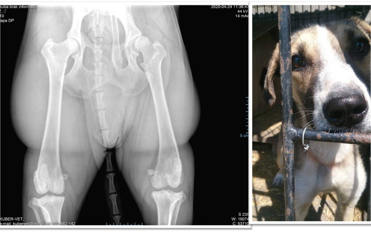 Zbiórka PILNA operacja KUBUSIA - zdjęcie główne