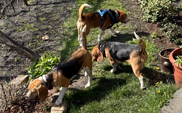 Trzy beagle spacerują po ogrodzie, eksplorując otoczenie.