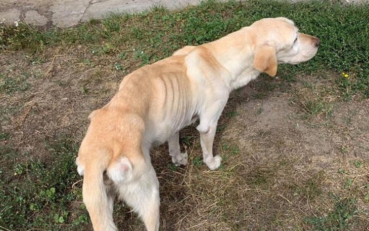 Zbiórka Elza... chcę żyć! - zdjęcie główne