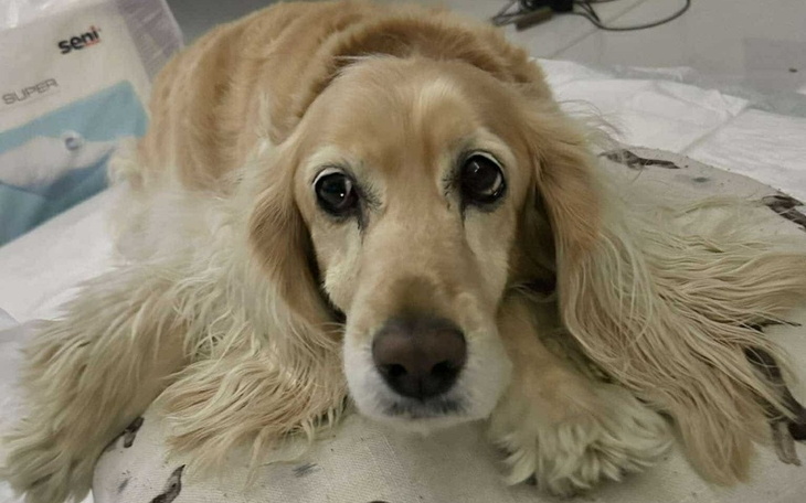 Pies leży na poduszce, z wyrazem przyjaznym na twarzy.