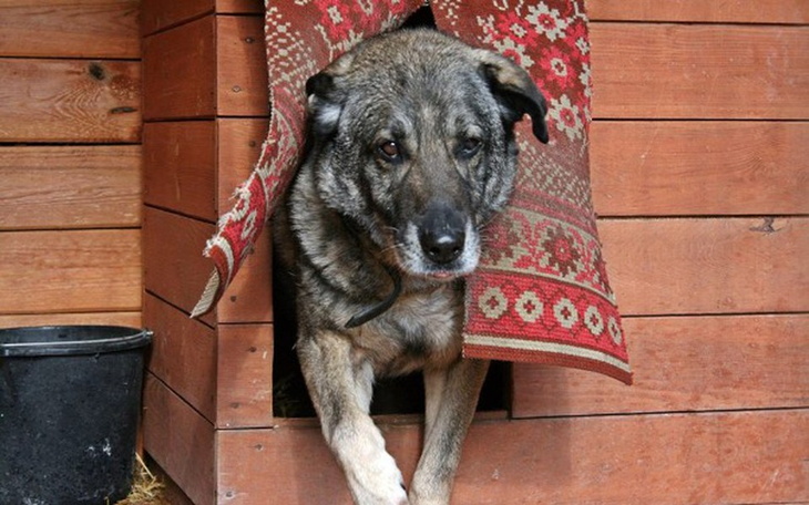 Zbiórka Ciepła Zima dla Zwierzaka - zdjęcie główne