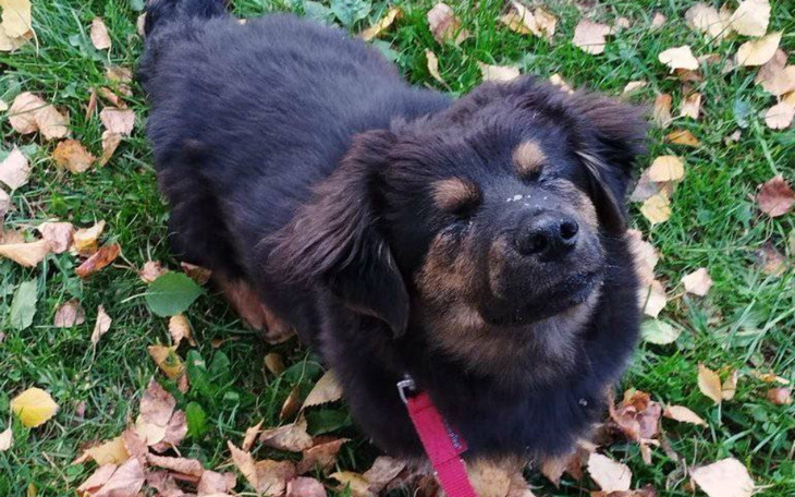 Zbiórka Pomoc dla niewidomego szczeniaka - zdjęcie główne