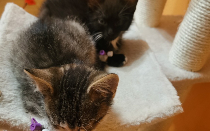 Zbiórka Na Pomoc chorym maluszkom - zdjęcie główne