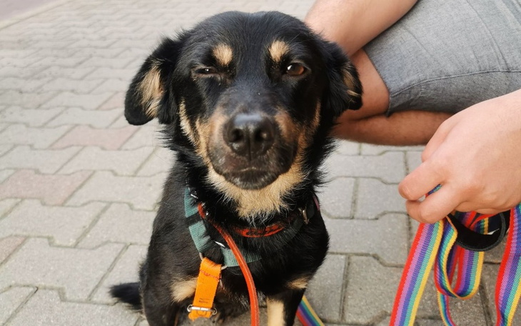 Zbiórka Ratujemy łapkę Mieszka - zdjęcie główne