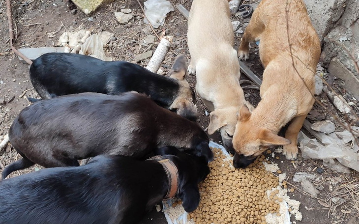 Zbiórka Na ratunek psiakom z wojny - zdjęcie główne