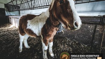 Zbiórka Mała Ciapka idzie na RZEŹ - miniaturka zdjęcia