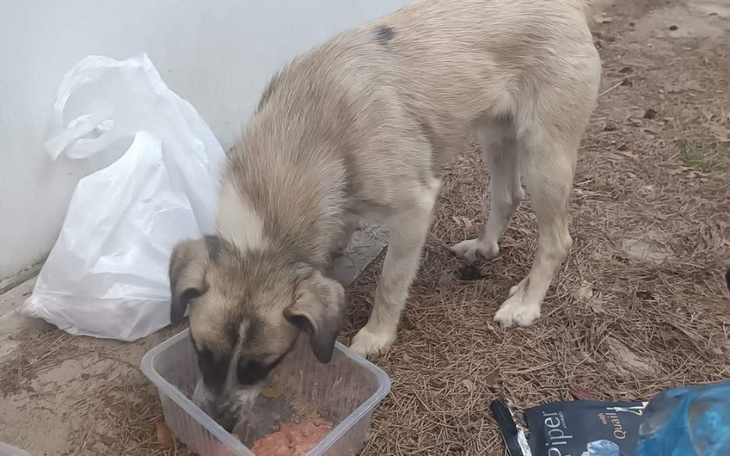 Zbiórka Pomóż im pojechać do domu - zdjęcie główne