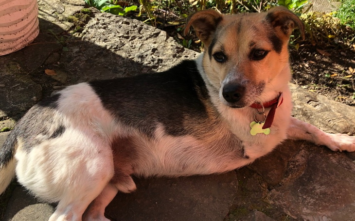 Zbiórka Ciapuś chce żyć Pilna operacja - zdjęcie główne