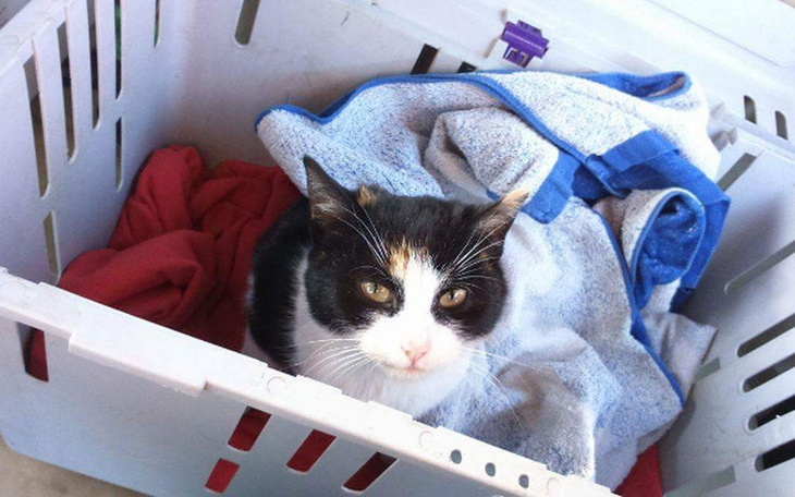 Zbiórka Połamana, poturbowana kotka - zdjęcie główne