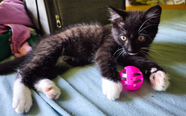 Czarny kociak bawiący się różową piłką.