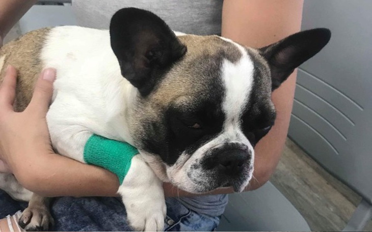 Zbiórka Porzucona Misia prosi o pomoc!!! - zdjęcie główne