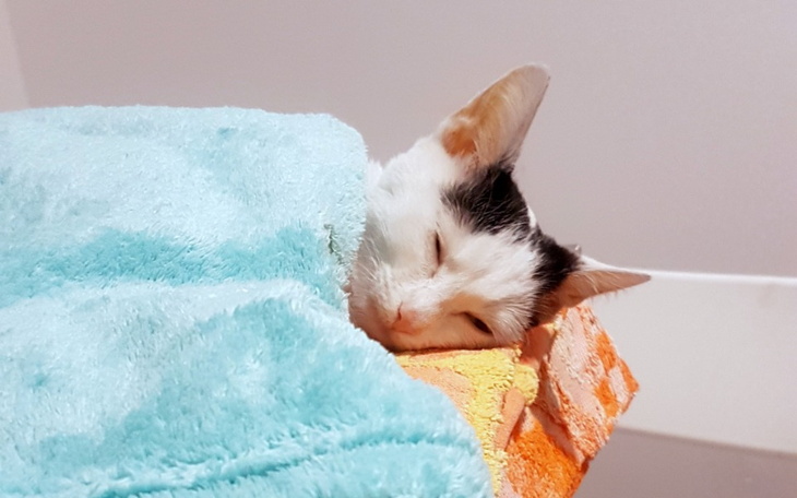 Kot śpiący pod kocem, zrelaksowany i spokojny.