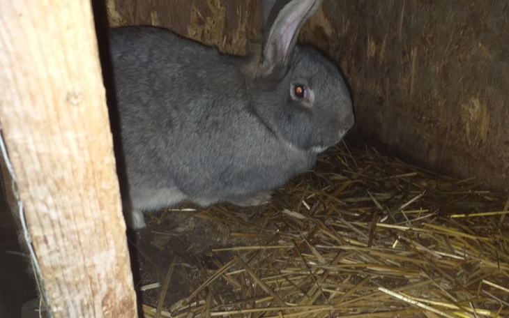 Zbiórka Budowa nowej klatki dla królików - zdjęcie główne