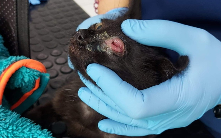 Zbiórka Na leczenie chorych kotków. - zdjęcie główne