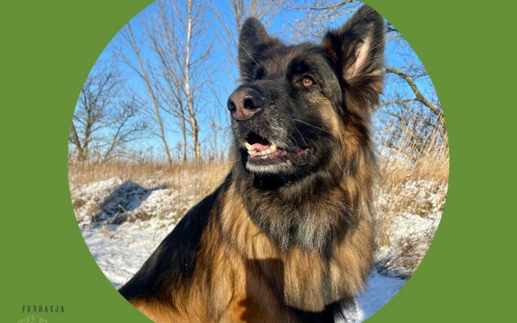 Zbiórka POMAGAM RANCHU-u PSIRAJ - zdjęcie główne