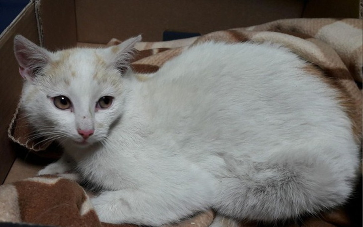 Zbiórka Kefir - kot, który potrącił auto - zdjęcie główne