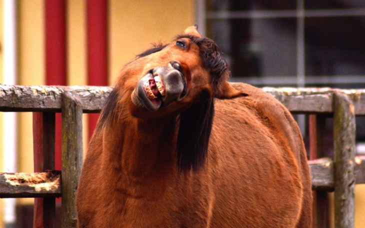 Zbiórka POMÓŻ Figusiowi - zdjęcie główne