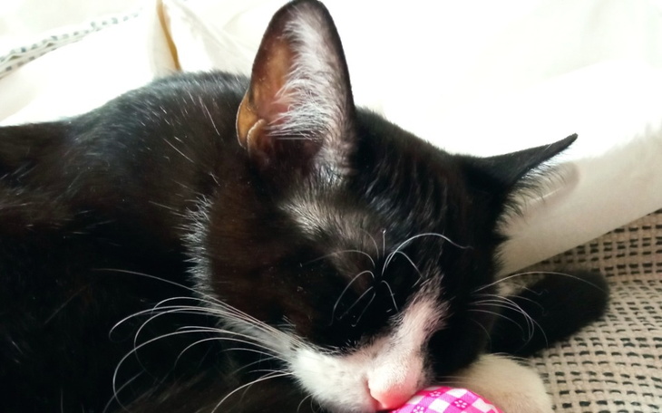 Zbiórka Na ratowanie kochanych zwierzów - zdjęcie główne