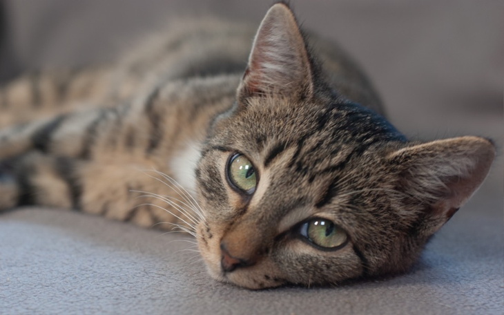 Kot leżący na szarej kanapie, z wyrazem spokoju.