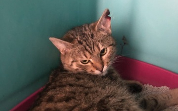 Zbiórka Burasek immunoblotting - zdjęcie główne