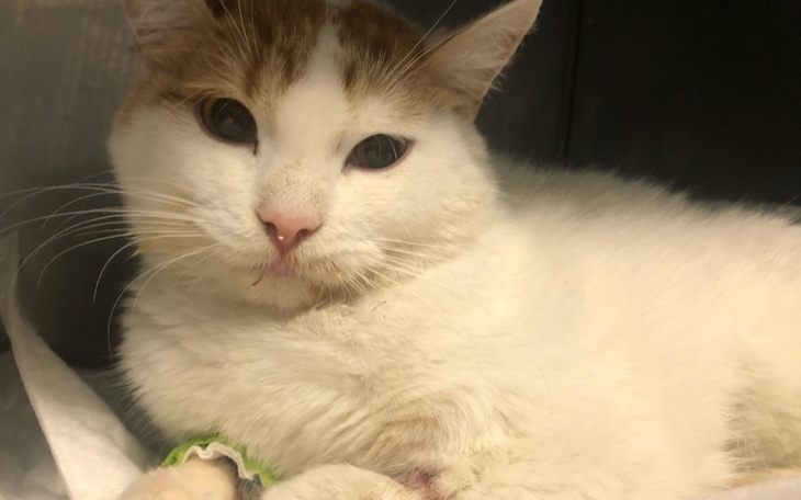 Zbiórka Pomóżcie uratować Maszę - zdjęcie główne