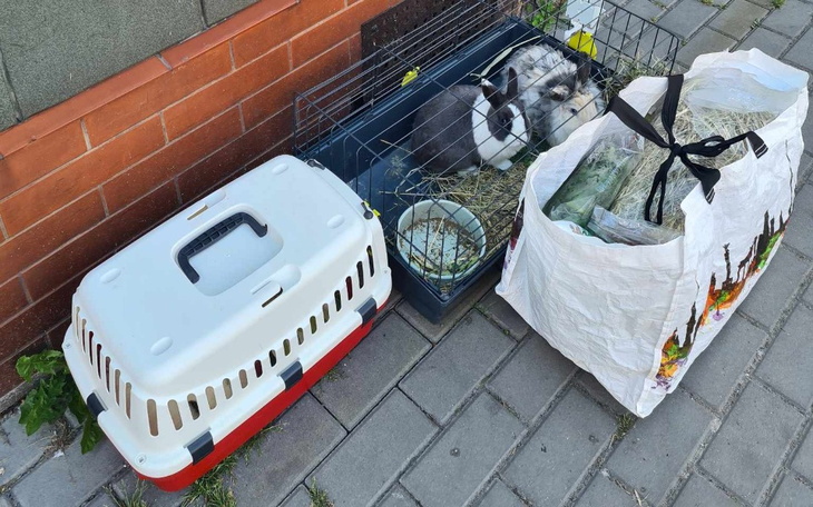 Zbiórka Świnki i króliki z interwencji - zdjęcie główne