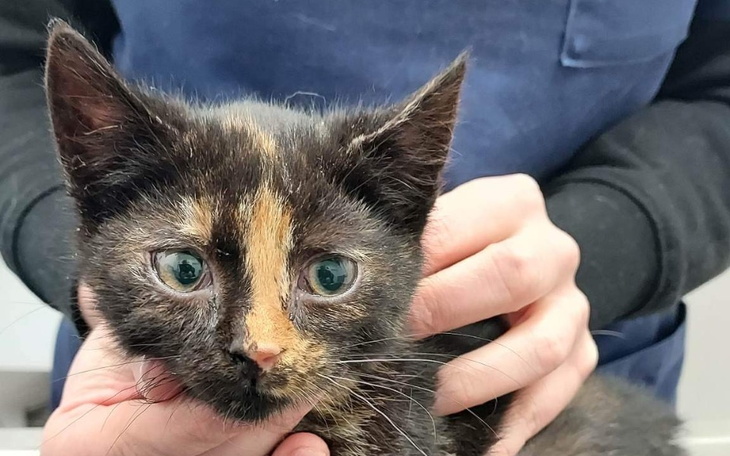 Zbiórka PomóżPomagaćTymczasyUMagdy - zdjęcie główne