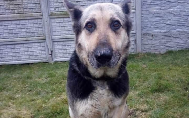 Pies o przyjaznym spojrzeniu, stojący na trawie.