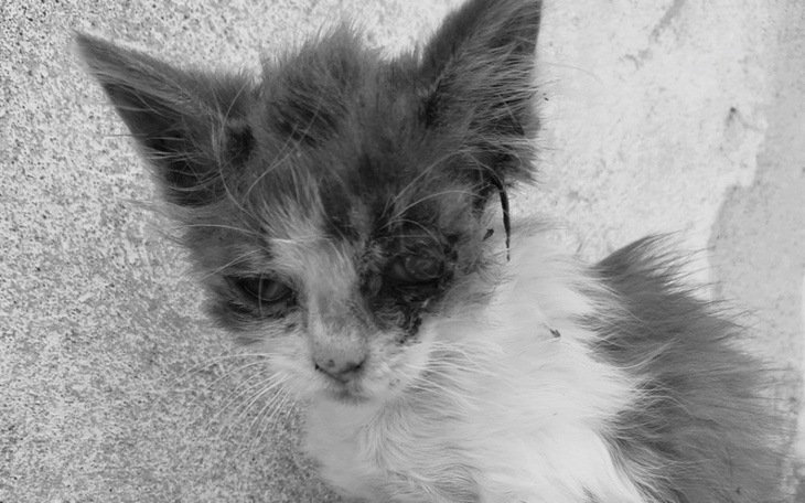 Zbiórka Czy to już koniec - zdjęcie główne