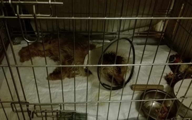 Zbiórka Klatki ratujące życie. - zdjęcie główne