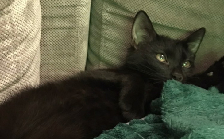 Zbiórka Korfu - zapalenie otrzewnej - zdjęcie główne