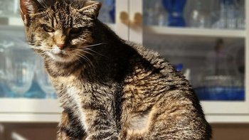 Zbiórka Hania i Myszka zbierają na badania - miniaturka zdjęcia