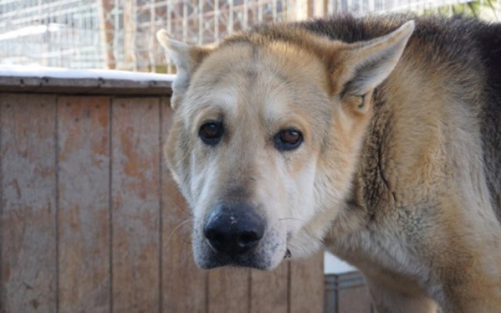 Zbiórka Szansa na nowe zycie dla Barego - zdjęcie główne