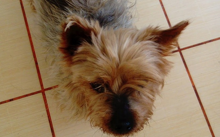 Zbiórka Leczenie malutkiej Tusi - zdjęcie główne