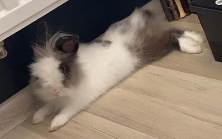 Zbiórka Na leczenie operacyjne królika - zdjęcie główne