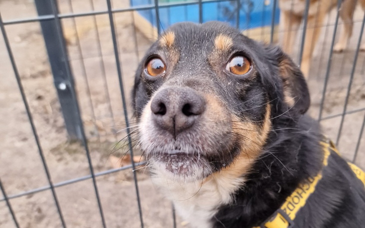 Zbliżenie na psa z brązowymi oczami w ogrodzeniu.
