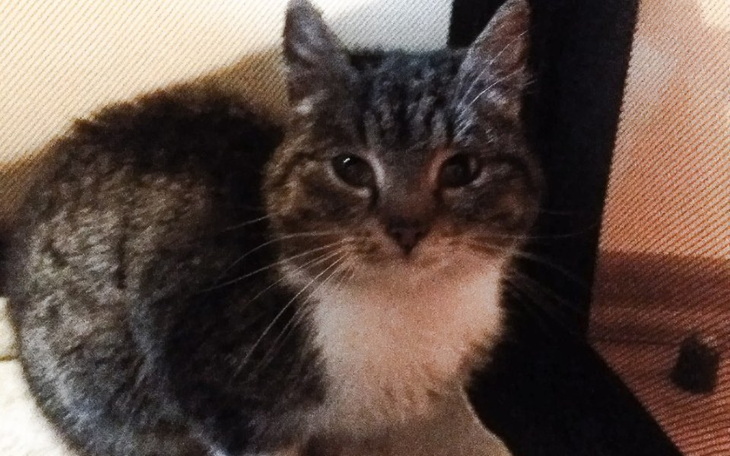 Zbiórka Życie od Mikołaja dla Tiktaka - zdjęcie główne