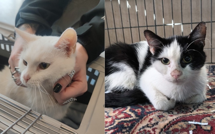 Zbiórka Dla Szczerbatka i Śnieżki - zdjęcie główne