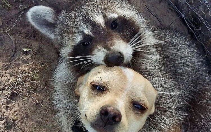 Zbiórka Premium Smart Salon dla Zwierząt - zdjęcie główne