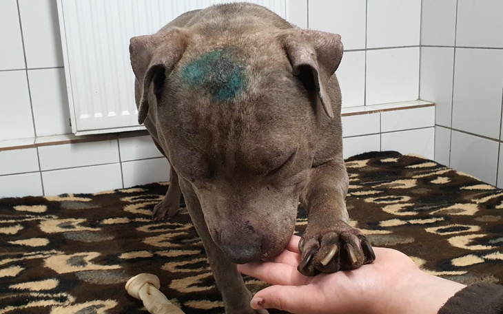 Zbiórka Georgia potrzebuje pomocy - zdjęcie główne