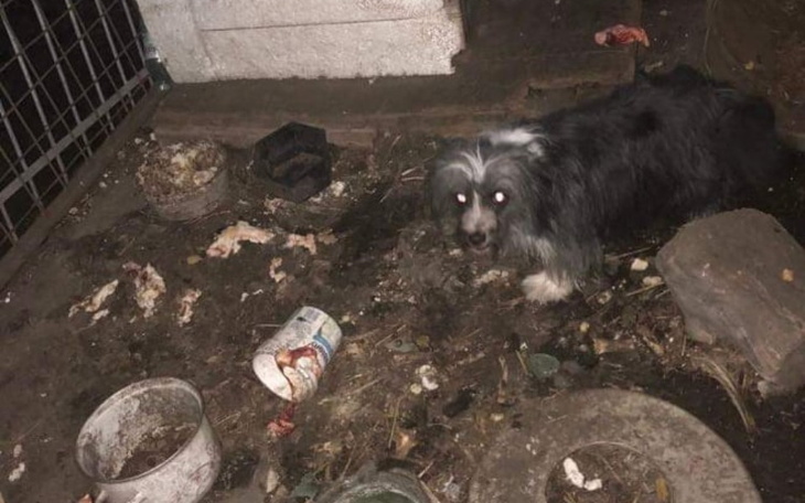 Zbiórka Timona i Pumba- na nowe życie - zdjęcie główne