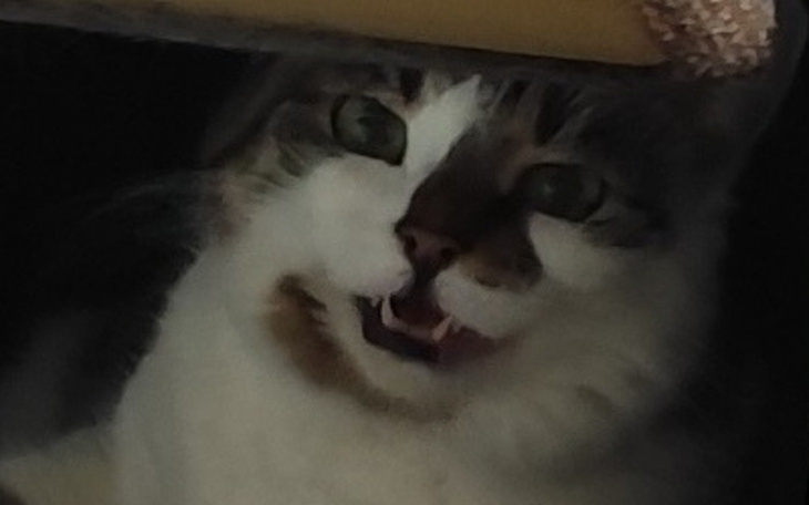 Kot z uśmiechem, spoglądający z ukrycia.