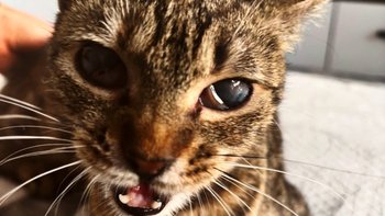 Zbiórka PILNA amputacja - Buba - miniaturka zdjęcia