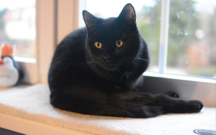 Zbiórka Orteza dla Setiego - zdjęcie główne